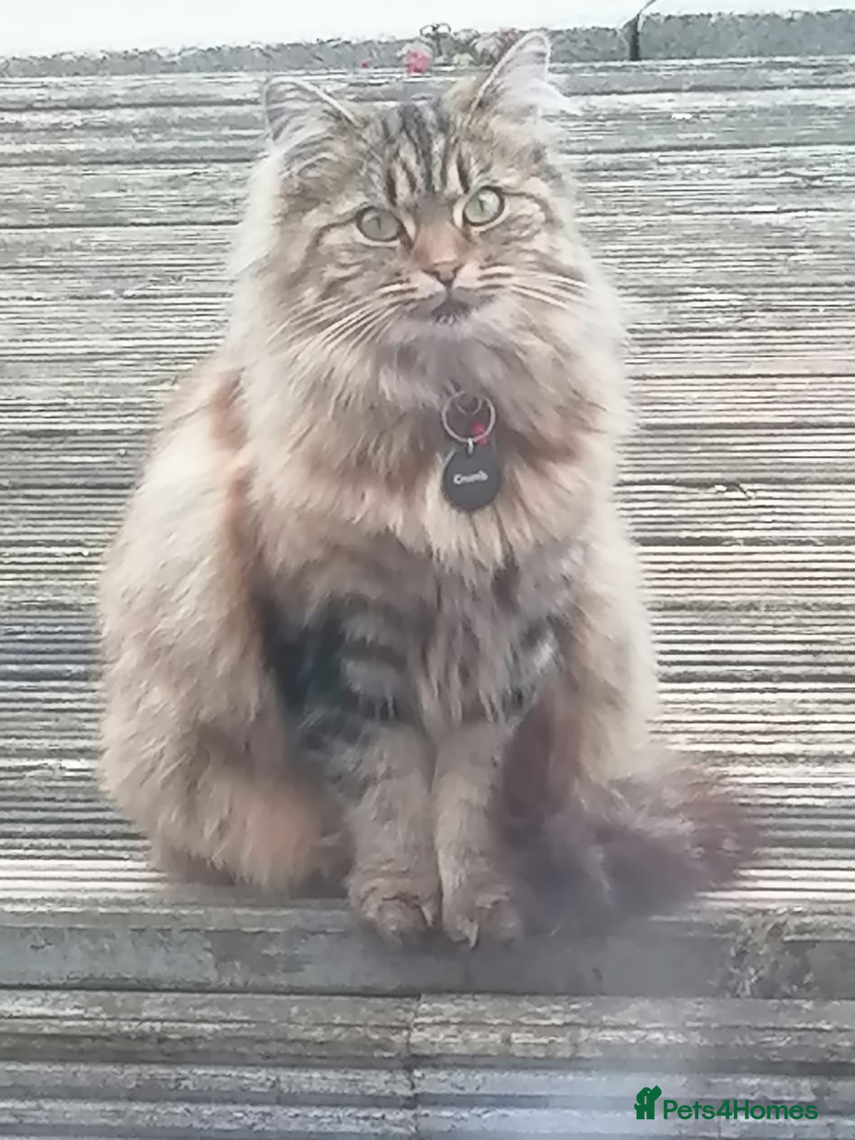Persian cats 3 x long hair doll faced Persian cross - Advert 6