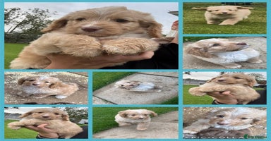 Cockapoo dogs - Advert 3