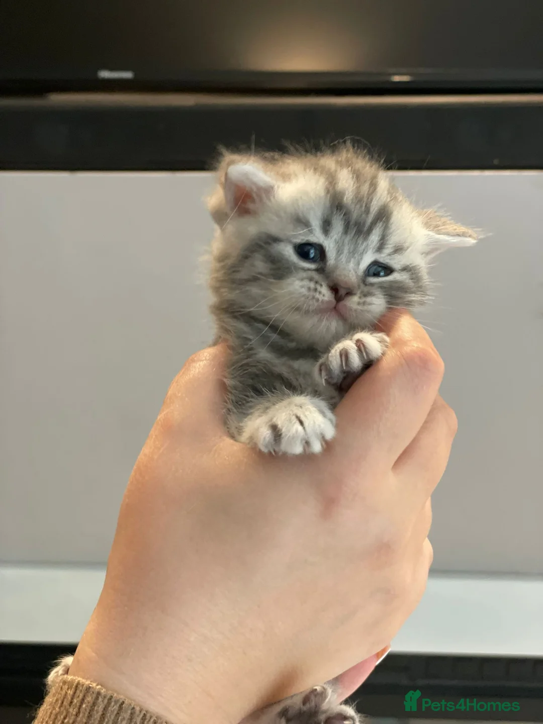 British Shorthair cats for sale: 🐈‍⬛OUTSTANDING BRITISH SHORT HAIR KITTENS  - Advert 2