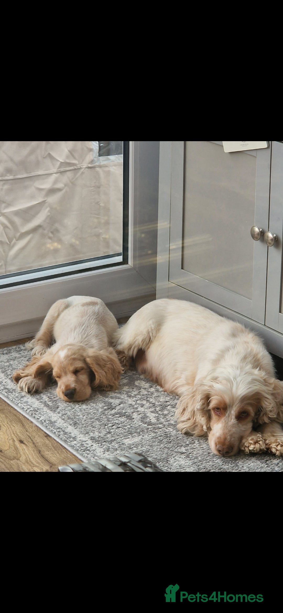Cocker Spaniel dogs for sale: KC Showtype Cocker Spaniel Boy - Image 6