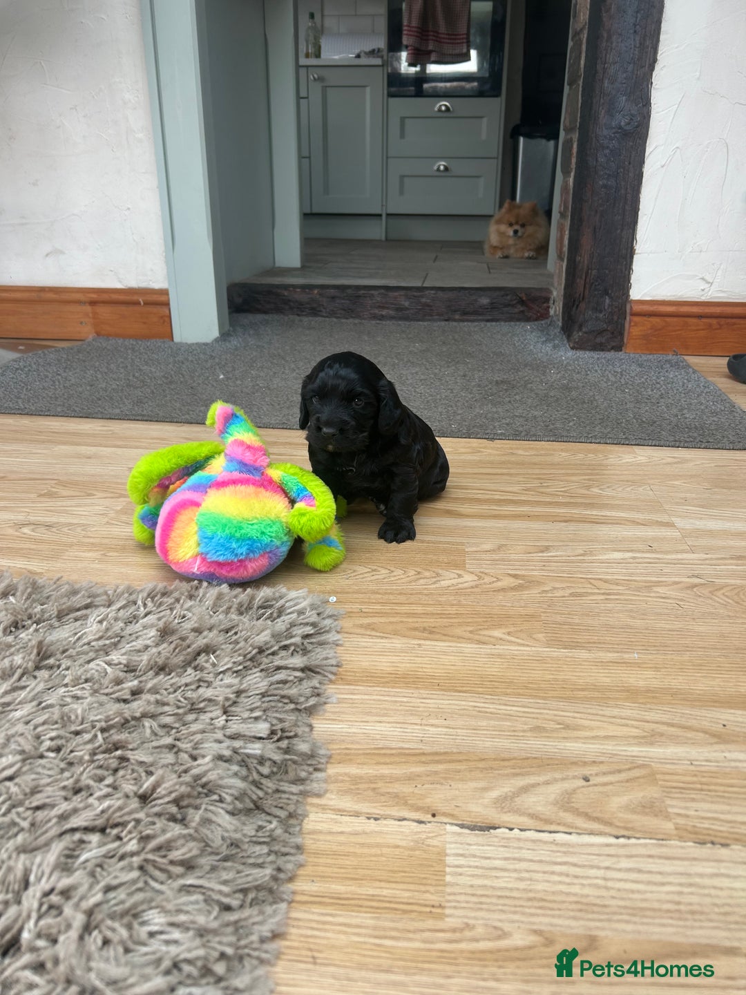 Cocker Spaniel dogs for sale: Working cocker spaniel - Image 4