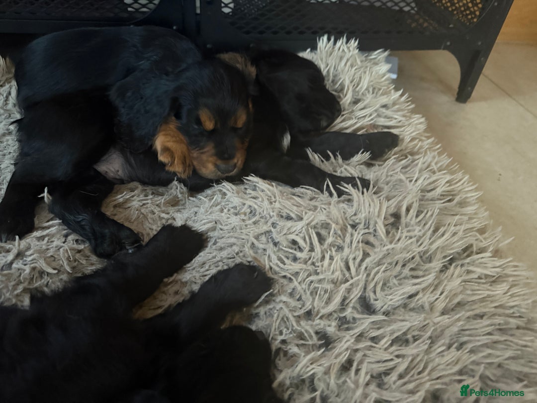 Cocker Spaniel dogs for sale: Working cocker spaniels  - Image 26