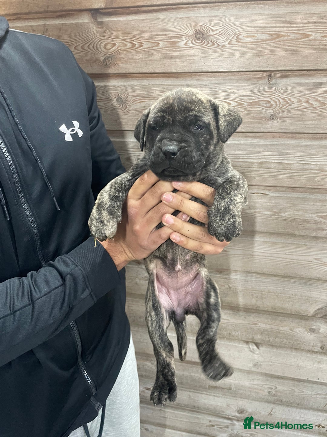 Presa Canario dogs for sale: Presa Canario Puppies Spanish x Serbian Imports - Advert 17