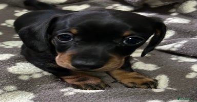 Miniature Dachshund dogs Stunning Miniature Dachshund Girl 🩷 - Advert 15