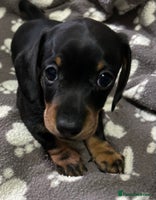 Miniature Dachshund dogs Stunning Miniature Dachshund Girl 🩷 - Advert 15