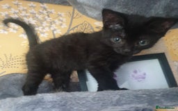 Mixed Breed cats for sale: 1 female kitten available for her forever home!  - Image 1