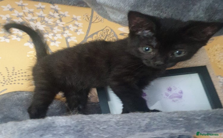 Mixed Breed cats - Advert 4
