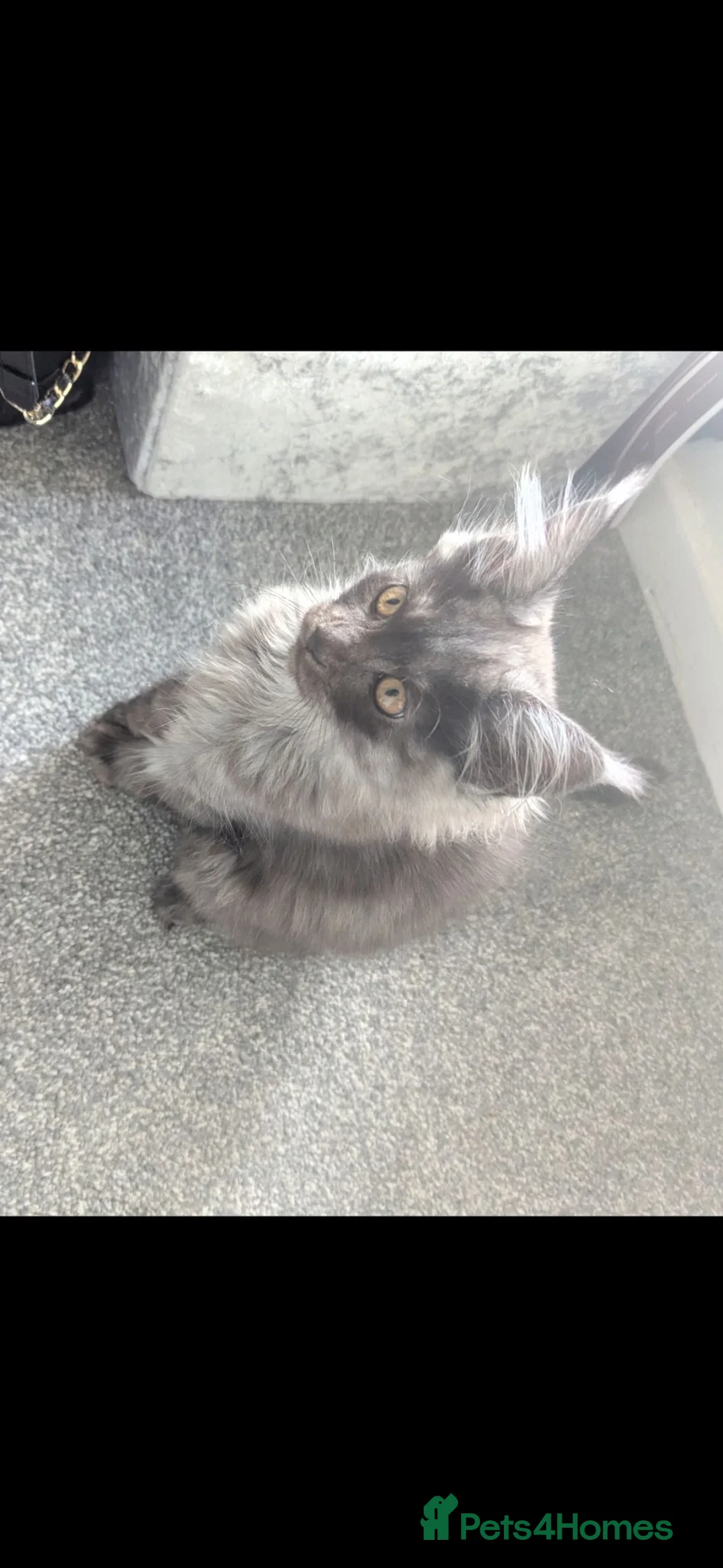 Maine Coon cats for sale: Exceptional Maine Coon Kittens for Loving Homes - Advert 2