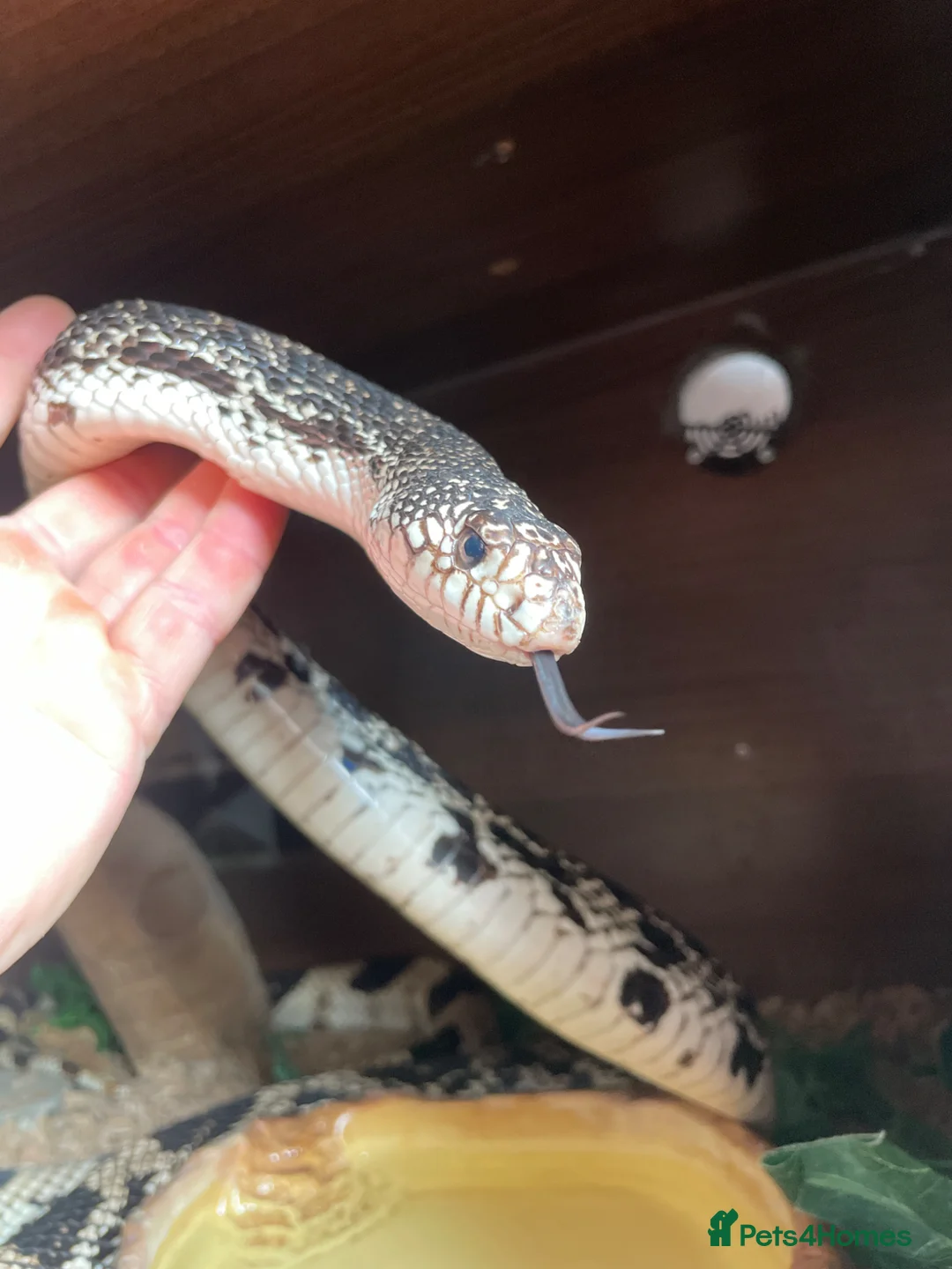 Snake reptiles for sale: Northen pine snake adult  in Bolton - Advert 2
