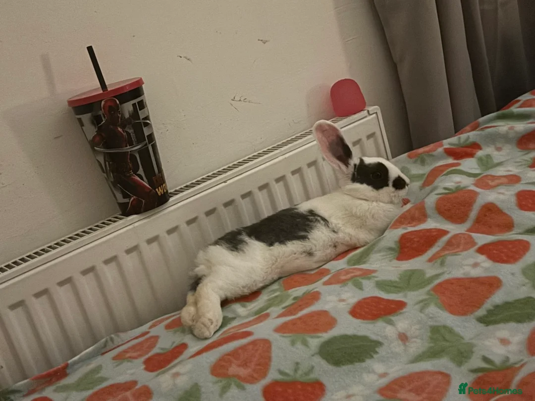 Mixed Breed rabbits for sale: Male Rabbit for sale - Advert 3