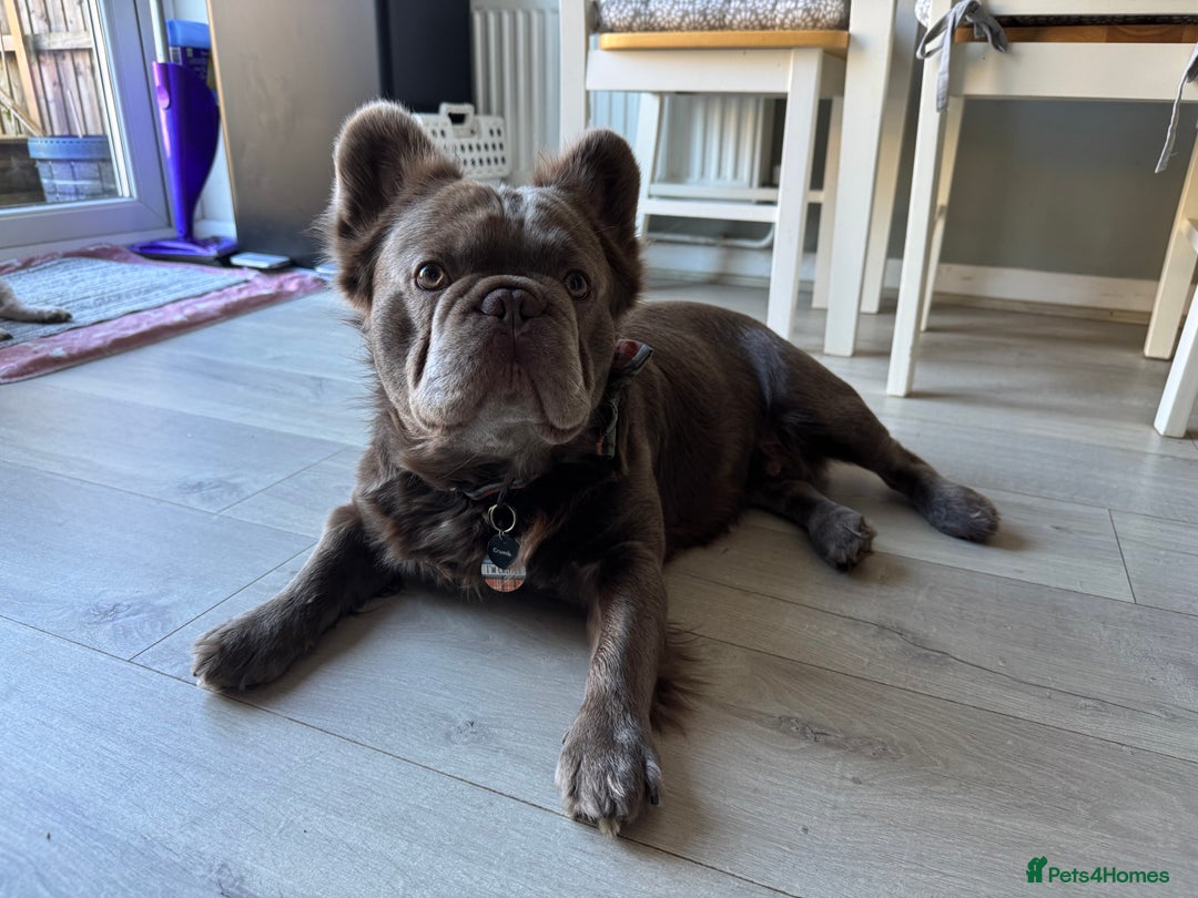 French Bulldog dogs for stud: *STUD* KC NEW SHADE ISABELLE FLUFFY FRENCH BULLDOG in Tonbridge - Advert 14