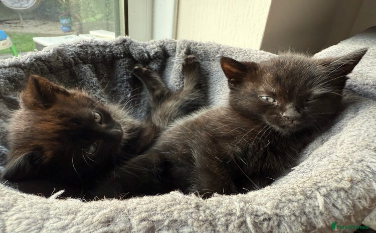 Mixed Breed cats - Advert 1