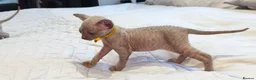 Sphynx cats for sale: Stunning Blue/Grey Sphynx Kitten ** All GONE *** - Advert 18