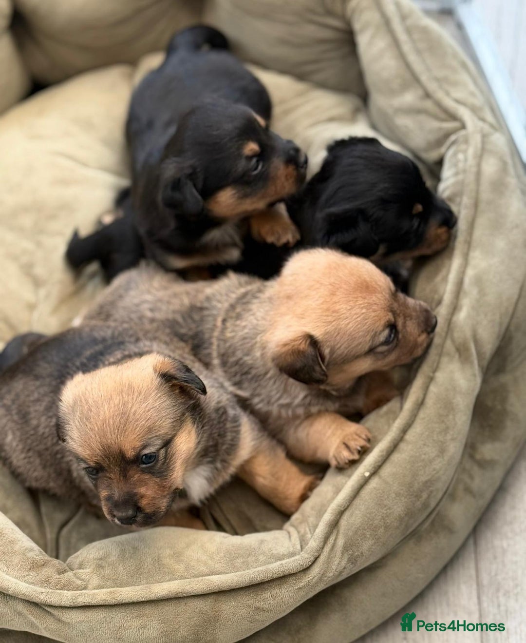 Mixed Breed dogs for sale: Corgi x JRT - Image 3
