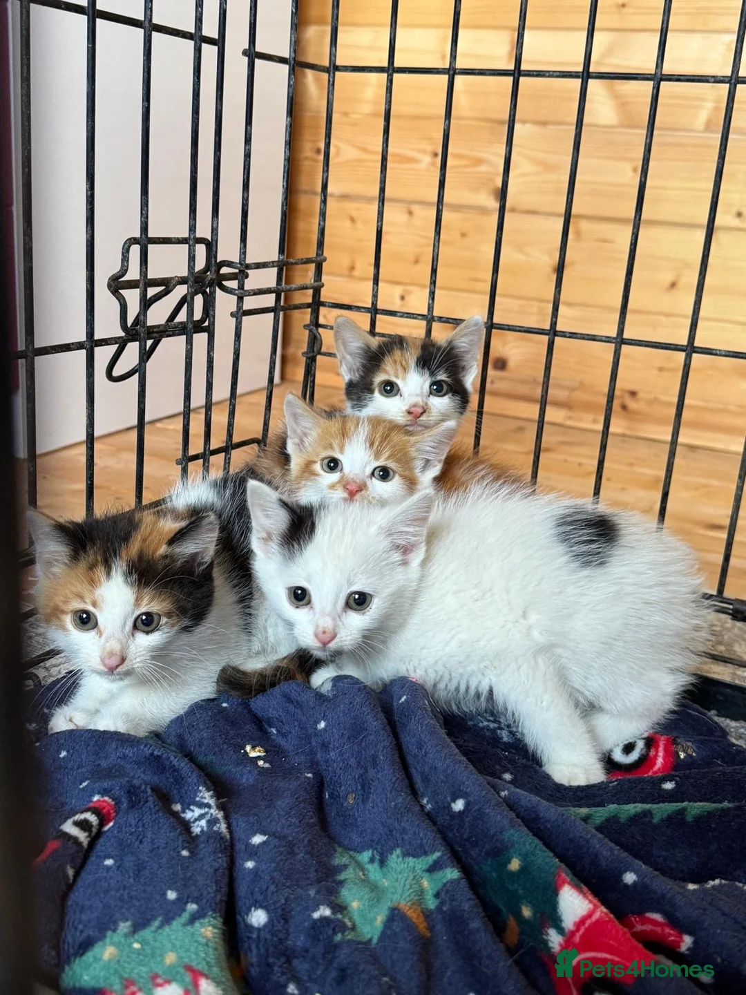 Mixed Breed cats for sale: Kittens born on the farm - Advert 2