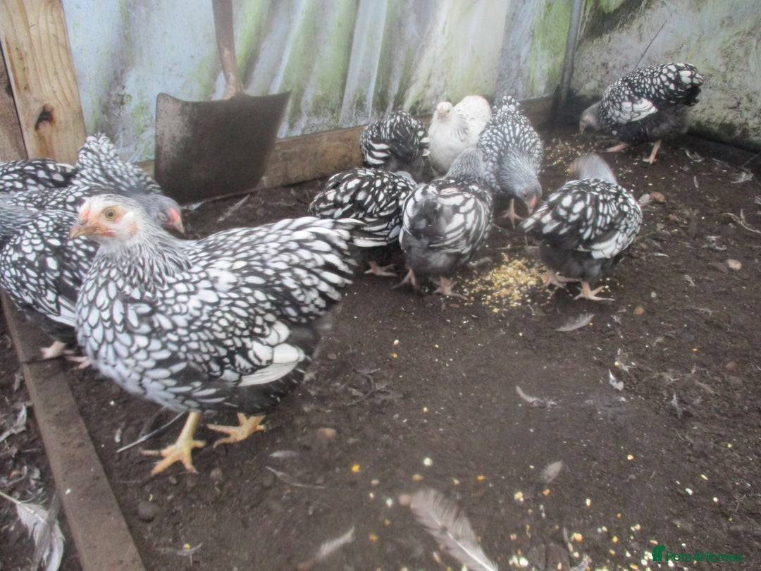 Chickens poultry for sale: Silver Laced Wyandotte Bantam pullets. APHA Reg  - Advert 1