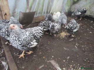 Chickens poultry Silver Laced Wyandotte Bantam pullets. APHA Reg - Advert 1