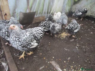 Chickens poultry Silver Laced Wyandotte Bantam pullets. APHA Reg - Advert 19