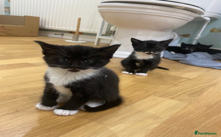 Mixed Breed cats - Advert 3
