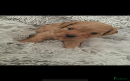 Cockapoo dogs for stud: Mr Bailey  - Image 10
