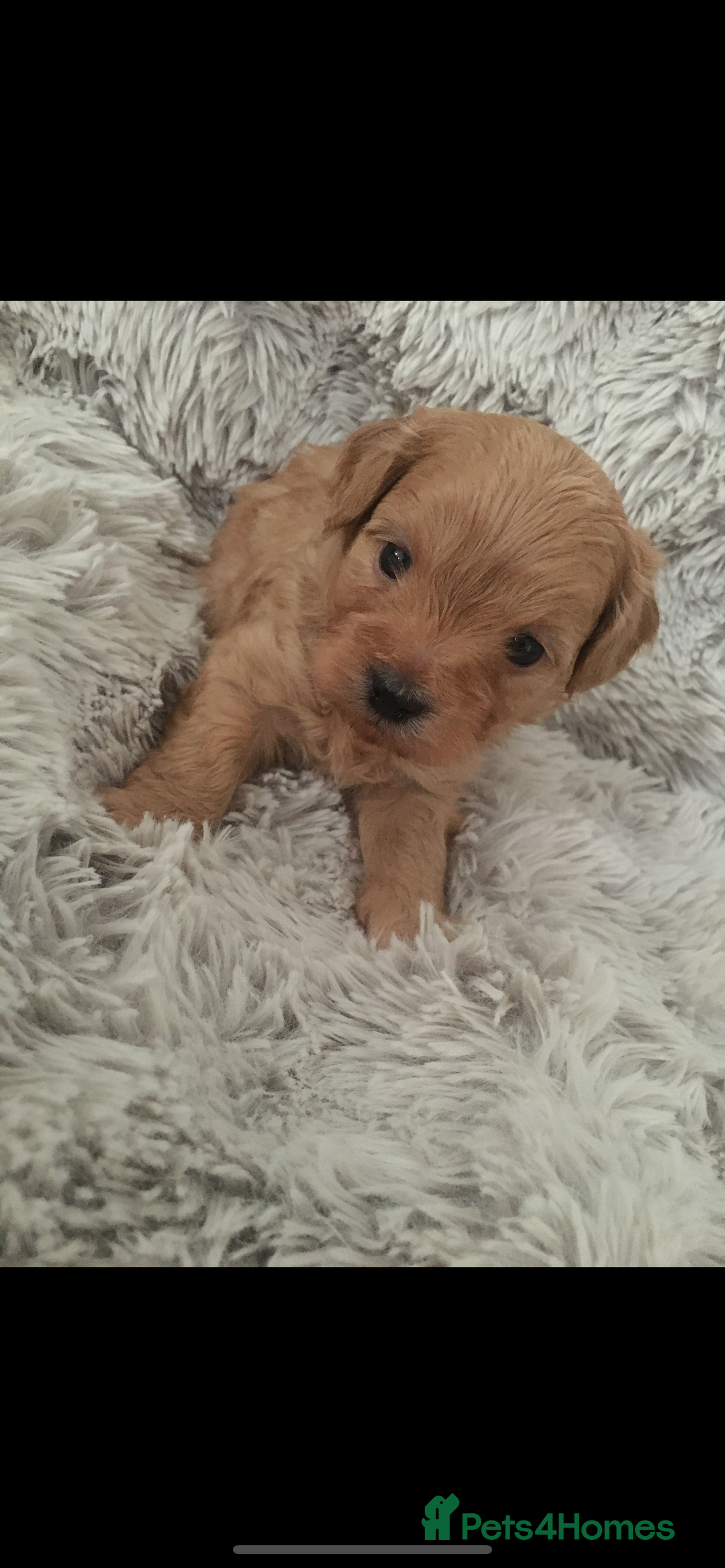 Cockapoo dogs for stud: Mr Bailey  - Image 10