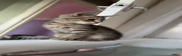 British Shorthair cats for sale: Male kittens  in Halifax - Advert 4