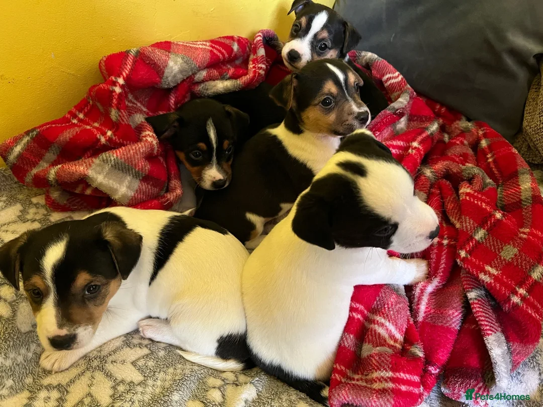 Mixed Breed dogs for sale: Jack Chi puppies, 5 boys, ready end of Feb - Advert 3