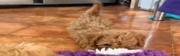 Cavapoo dogs for sale: Tiny Toy Cavapoo Puppies - Advert 22