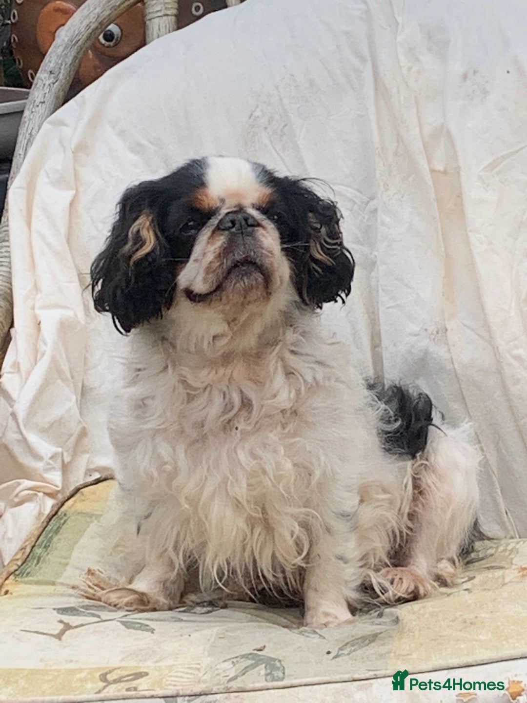 King Charles Spaniel dogs for sale: Top quality show lines King Charles spaniel bitch - Image 7