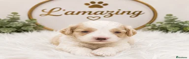 Cockapoo Puppy 8