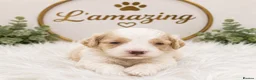 Cockapoo dogs for sale: 5* rated licensed vet approved F2b Toy Mini pups - Advert 4