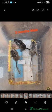 Gerbil rodents - Advert 1