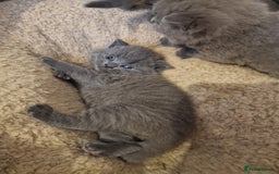 British Shorthair cats for sale: British shorthair kitties for sale - Advert 9