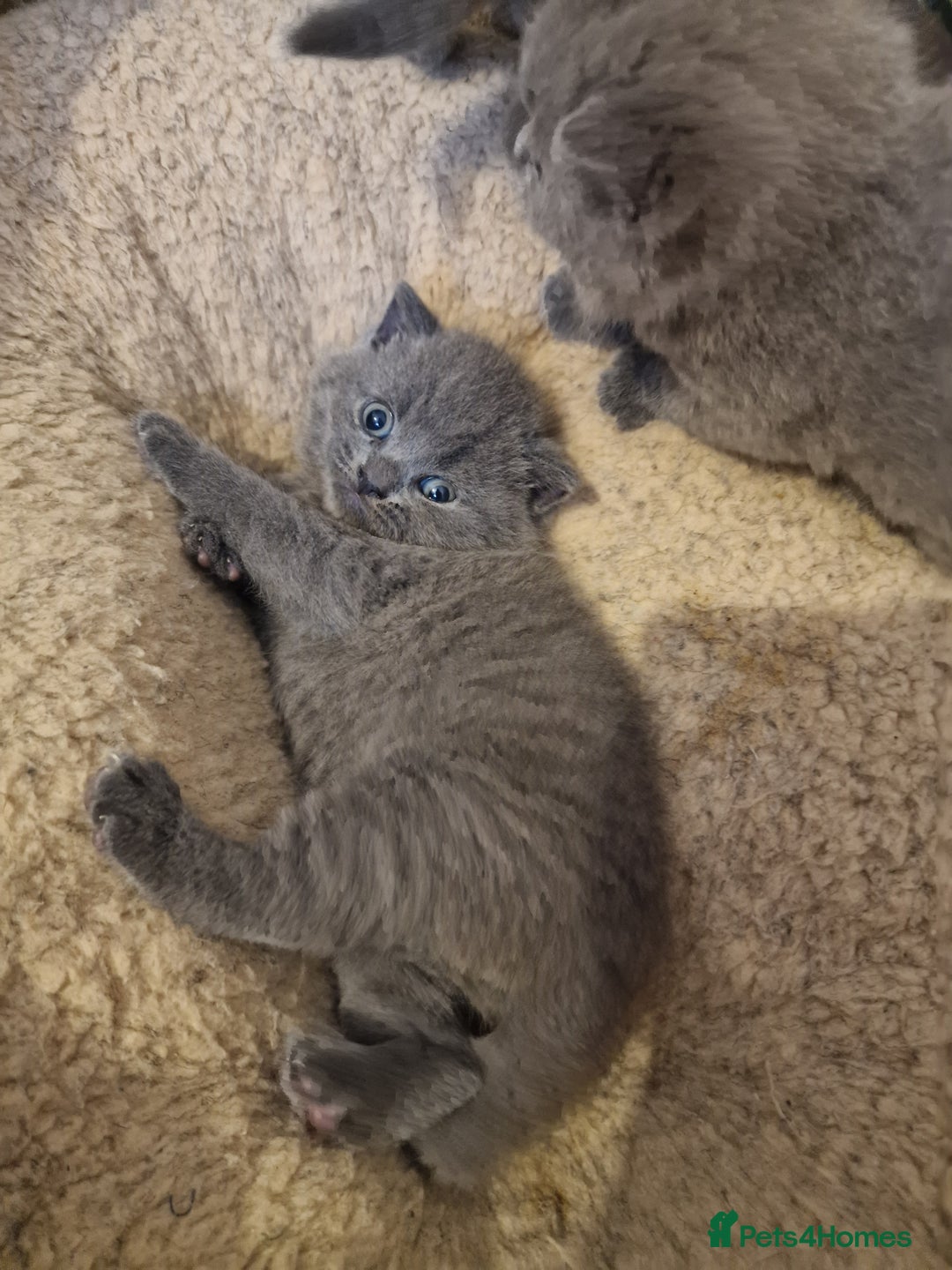 British Shorthair cats for sale: British shorthair kitties for sale - Advert 9