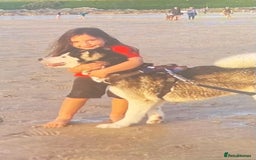 Alaskan Malamute dogs for sale: Eve darling  - Image 4