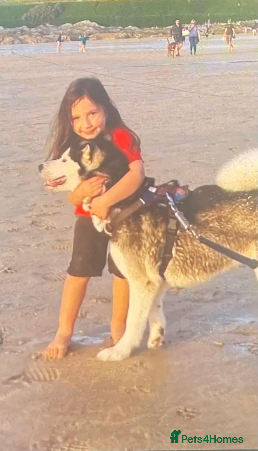 Alaskan Malamute dogs for sale: Eve darling  - Image 4