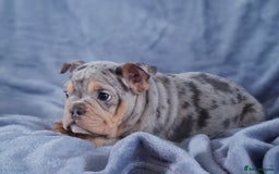 Mixed Breed dogs for sale: Beautiful spotty babies - Image 18