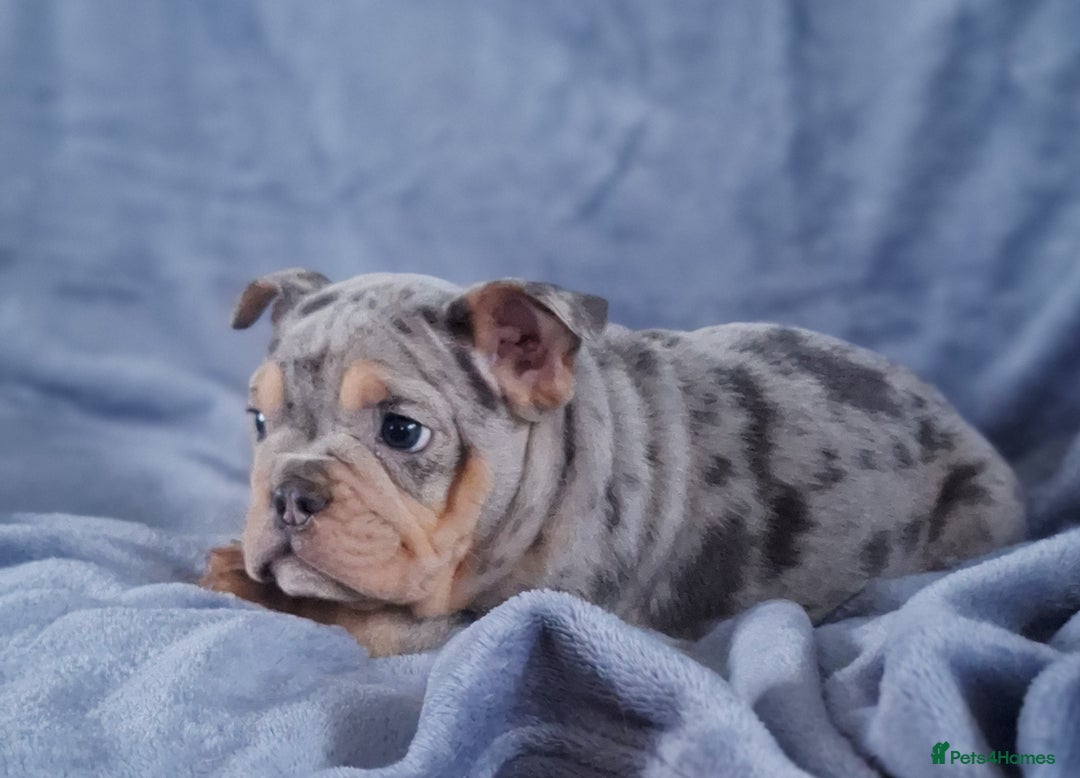 Mixed Breed dogs for sale: Beautiful spotty babies - Image 18