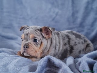 Mixed Breed dogs Beautiful Spotty French/English Bulldog Babies - Advert 3