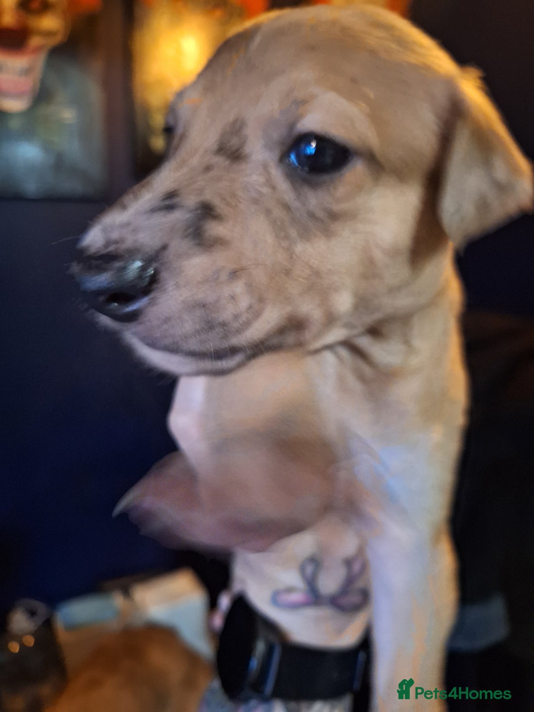 Lurcher dogs for sale: Really Now saluki Lurcher  - Advert 6