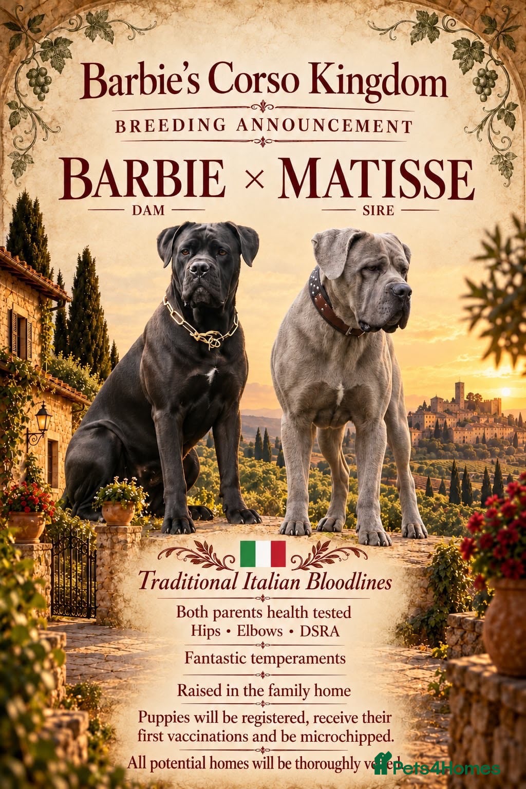 Cane Corso dogs EXCEPTIONAL CANE CORSO PUPPIES - Advert 1