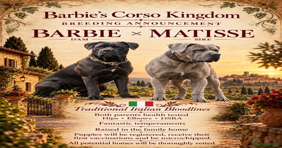 EXCEPTIONAL CANE CORSO PUPPIES for sale in Newcastle upon Tyne | Pets4Homes