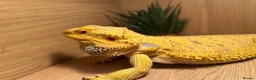 Bearded Dragon reptiles for sale: male bearded dragon + cage and accessories  in Brechin - Advert 2