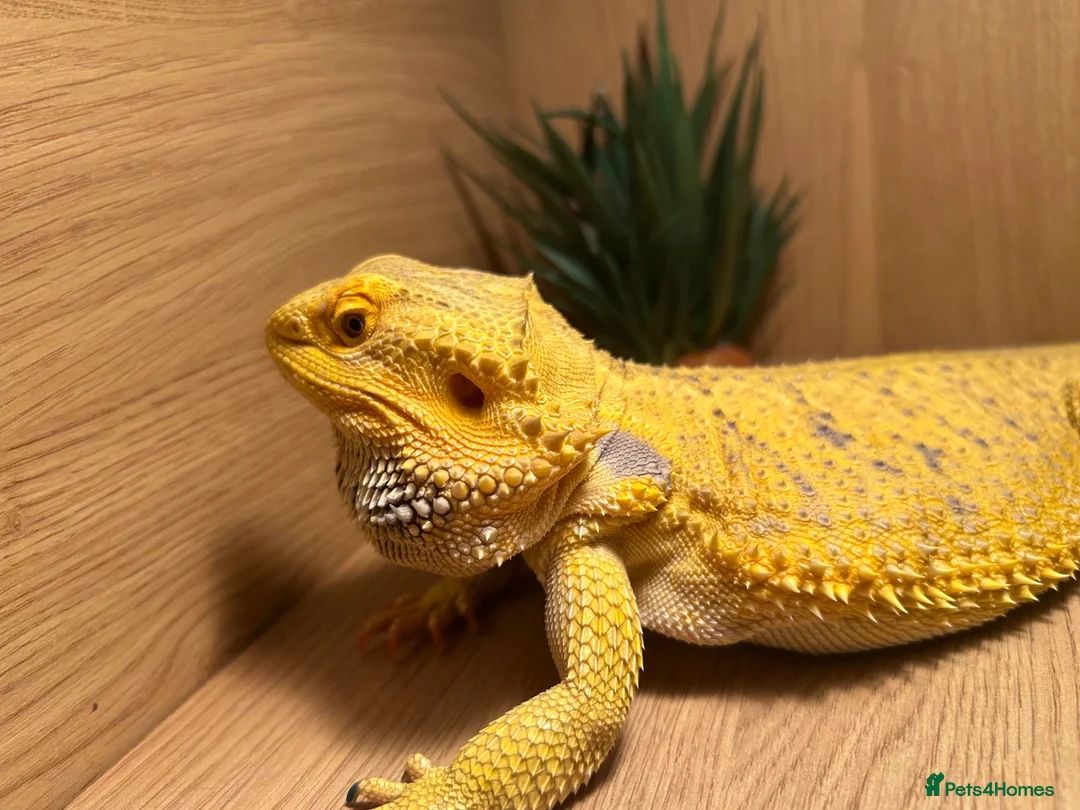 Bearded Dragon reptiles for sale: male bearded dragon + cage and accessories  in Brechin - Advert 2