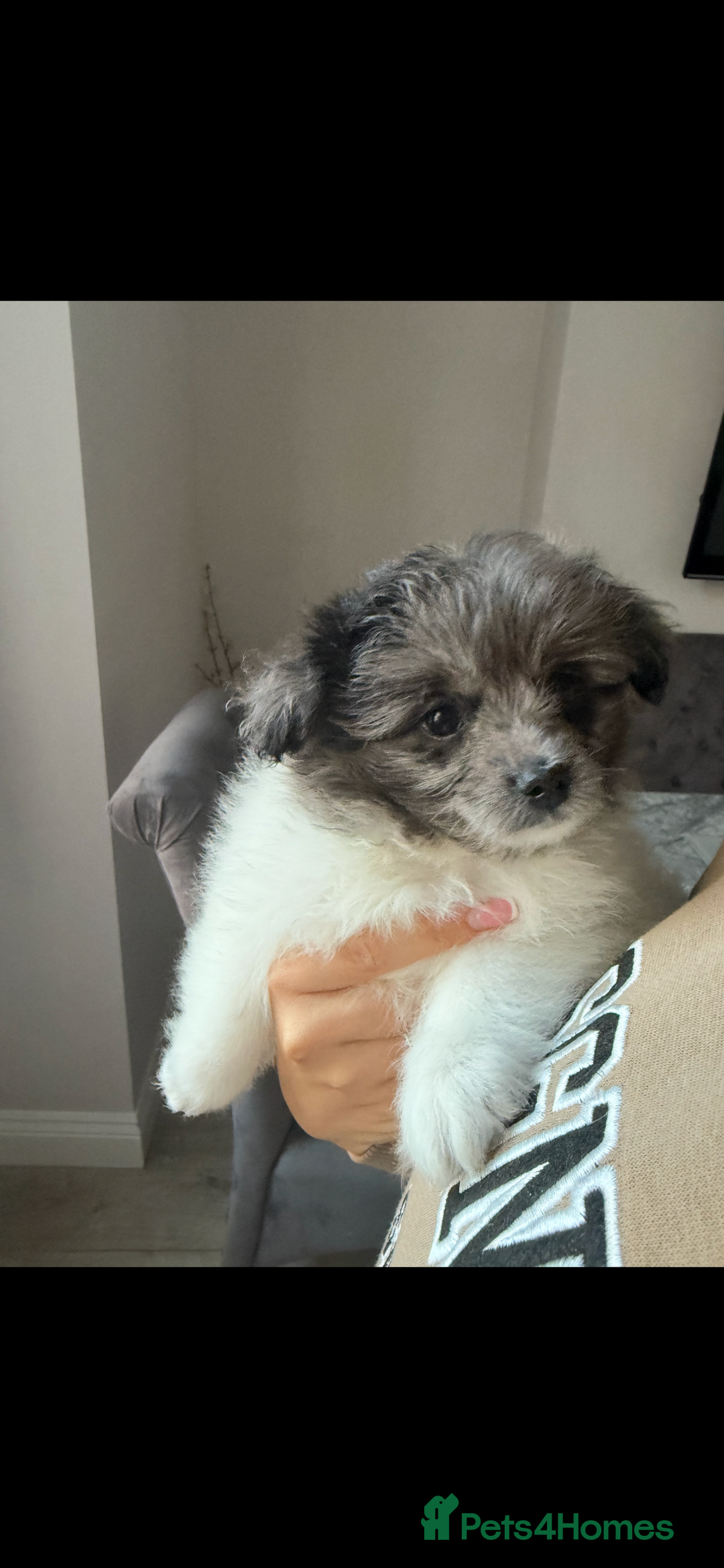 Mixed Breed dogs for sale: Beautiful Pomachons  - Image 6