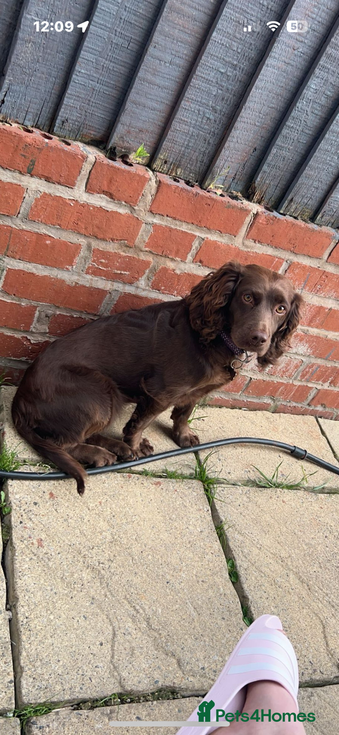 Cocker Spaniel dogs for sale: Help us rehome Female chocolate cocker spaniel  - Advert 2