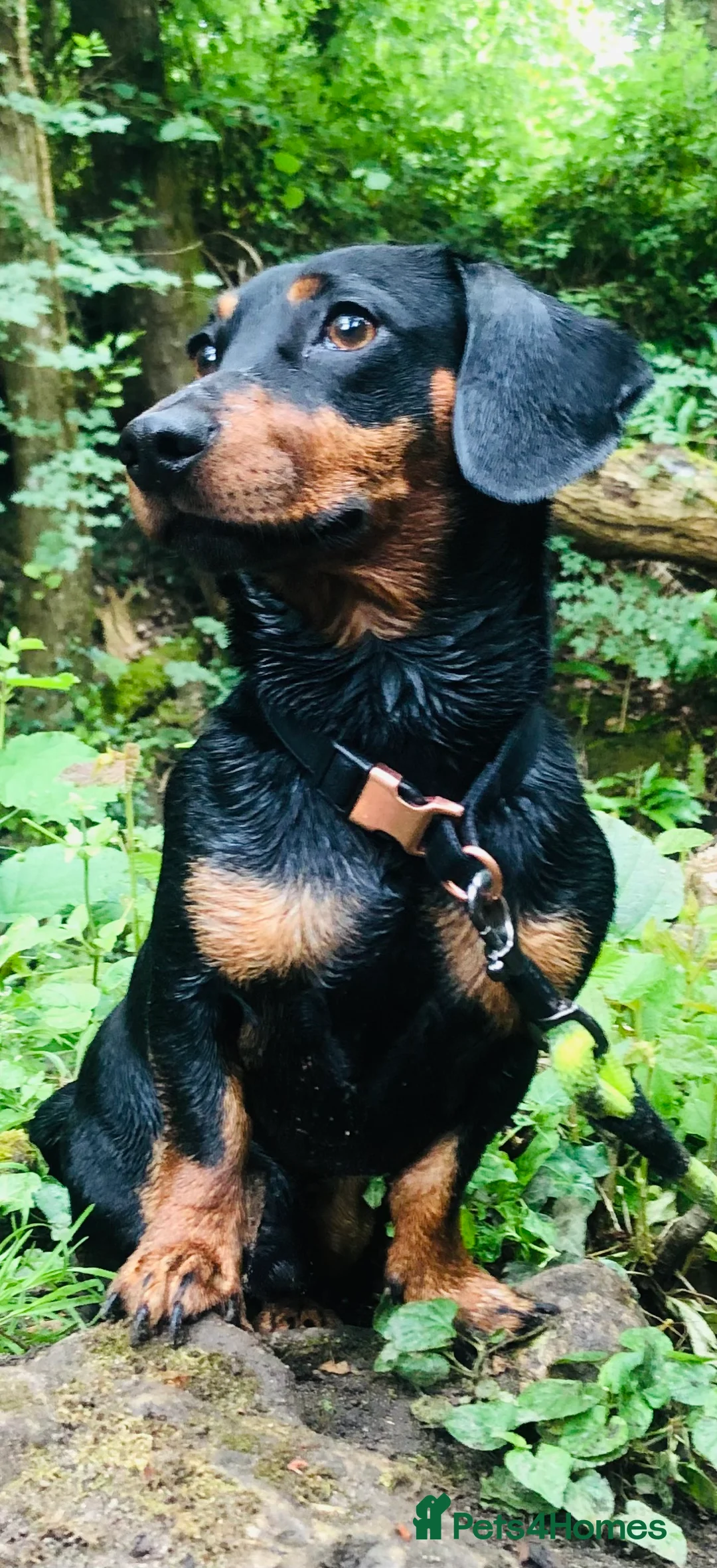 Miniature Dachshund dogs for stud: PABLO   kc reg pra clear black & tan mini smooth s in Folkestone - Advert 3