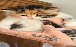 British Shorthair cats for sale: 💖Calico British shorthair 💝 - Image 3