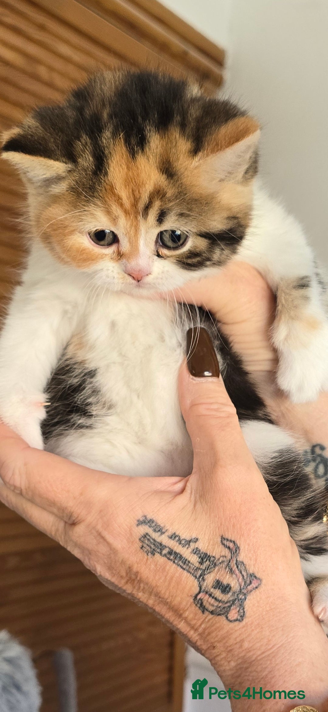 British Shorthair cats for sale: 💖Calico British shorthair 💝 - Image 3