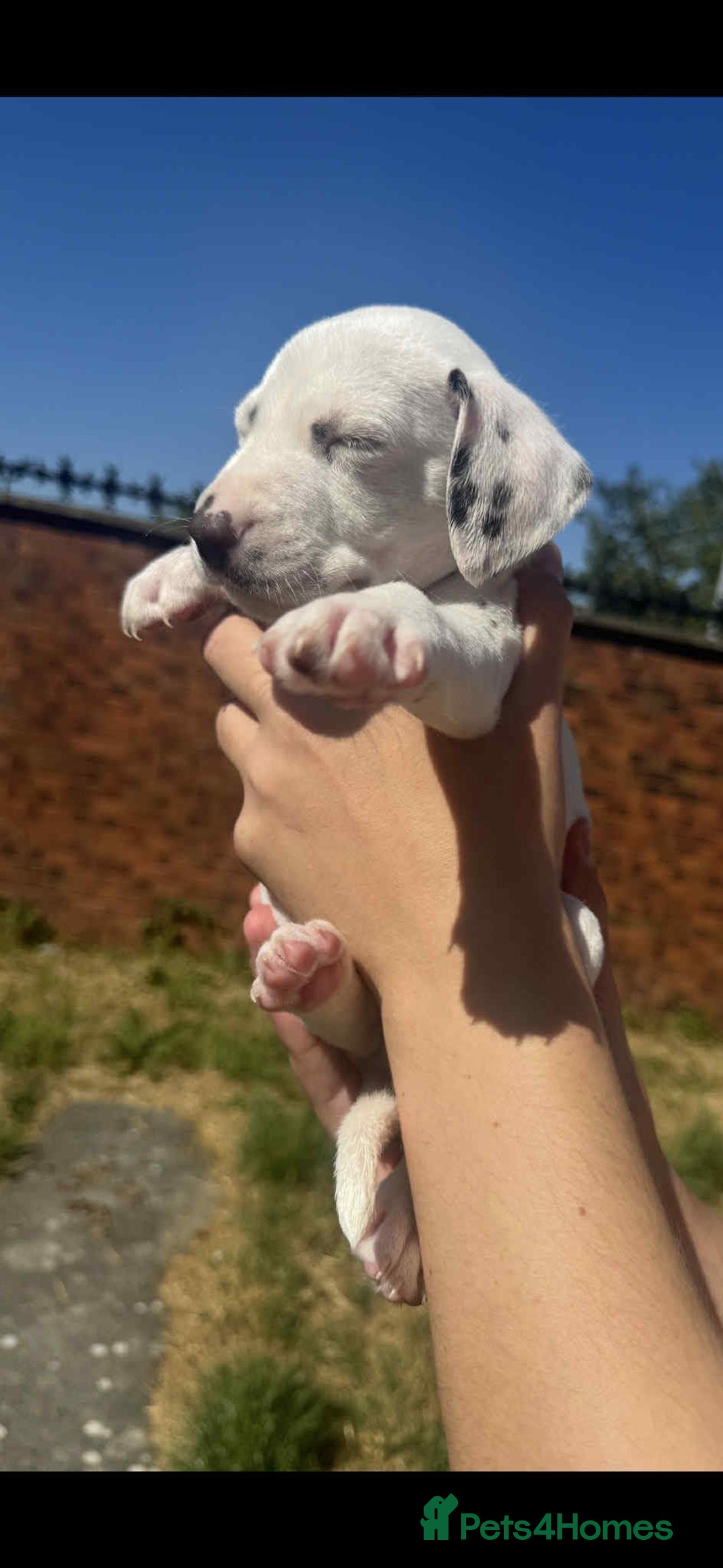 Dalmatian dogs for sale: Dalmatian puppies  - Image 9